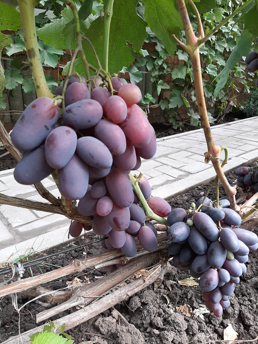 Виноград, фиолетовый, синий,–  Ешь и косточки плюй в кулачок,
 Где таинственна графика линий,
 Их скрещений, значений…молчок!
Юнна Мориц