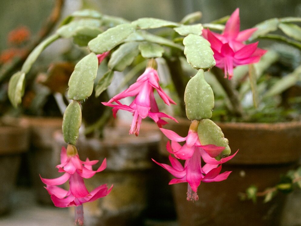 Шлюмбергера Рассела (Schlumbergera russelliana). Фото: plants.ces.ncsu.edu