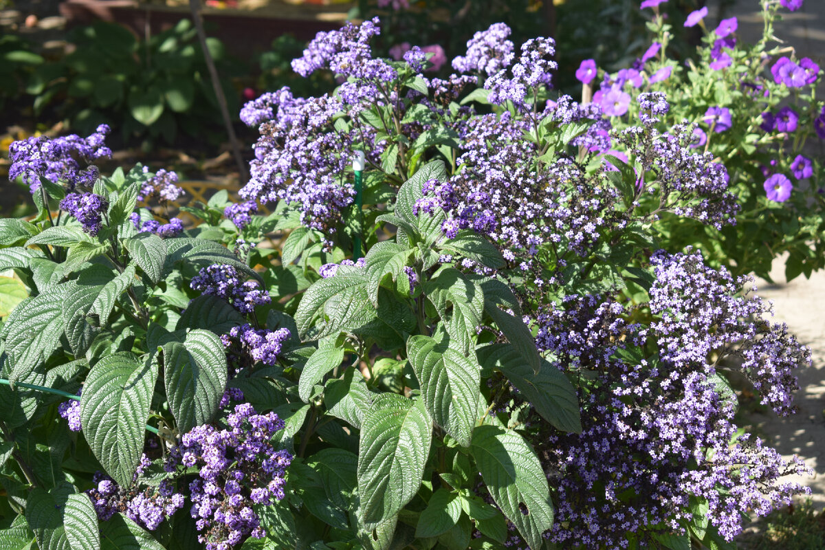 так цвел гелиотроп(фото автора)