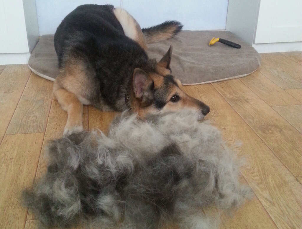 Наша Ева в начале отопительного сезона линяет дико