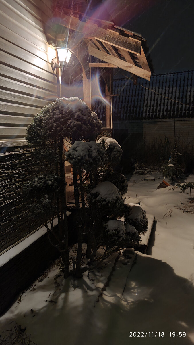 Ель Коника. И снег идет. 