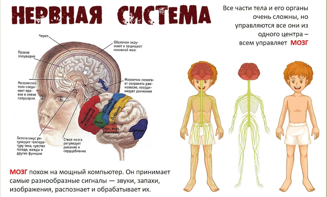 Какими органами управляет мозг. Нервная система человека для детей. Органы человека для детей. Строение тела для детей. Плакат нервная система человека.