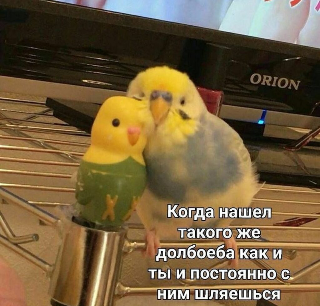 До чего довели бедного попугая!