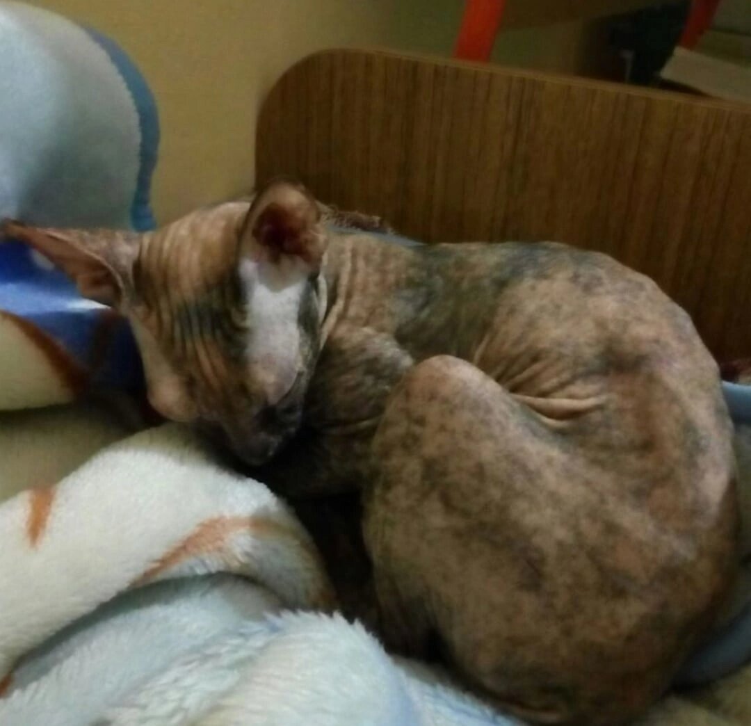 Такой Дину мы подобрали 5 лет назад