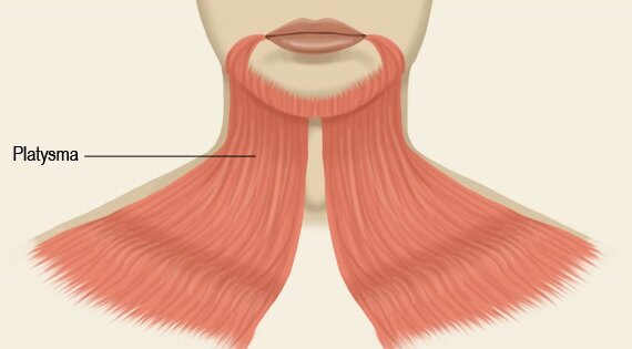 Платизма – подкожная мышца шеи 