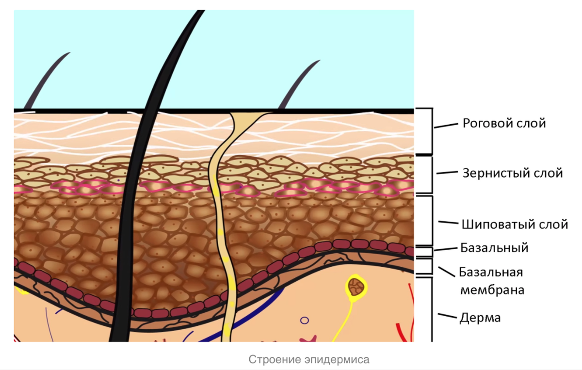 Части кожи эпидермиса. Слой кожи 1)  эпидермис 2)  дерма. Роговой слой кожи. Меланоциты кожи.