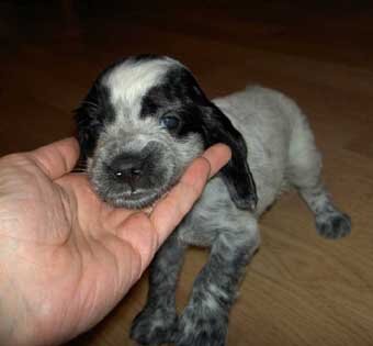 Худой, беднокостный, плохо выращенный щенок