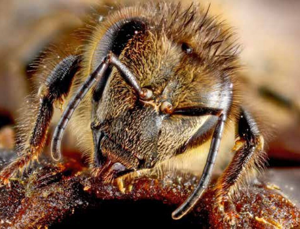 Медоносные пчелы Apis mellifera — одни из немногих насекомых, которым человек нашел применение и одомашнил —в той степени, в которой беспозвоночных вообще можно одомашнить. Как и многие другие домашние животные, пчелы служат модельными объектами в биомедицинских исследованиях, темы которых бывают весьма неожиданными. Фото: flickr.com / Gilles San Martin