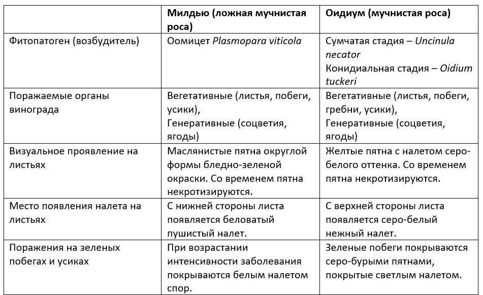    Чем отличается мучнистая роса от ложной на винограде