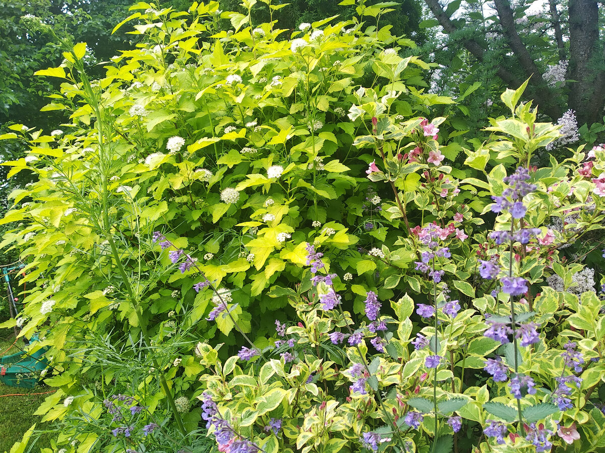 Голубые цветоносы котовника на жёлтом фоне.