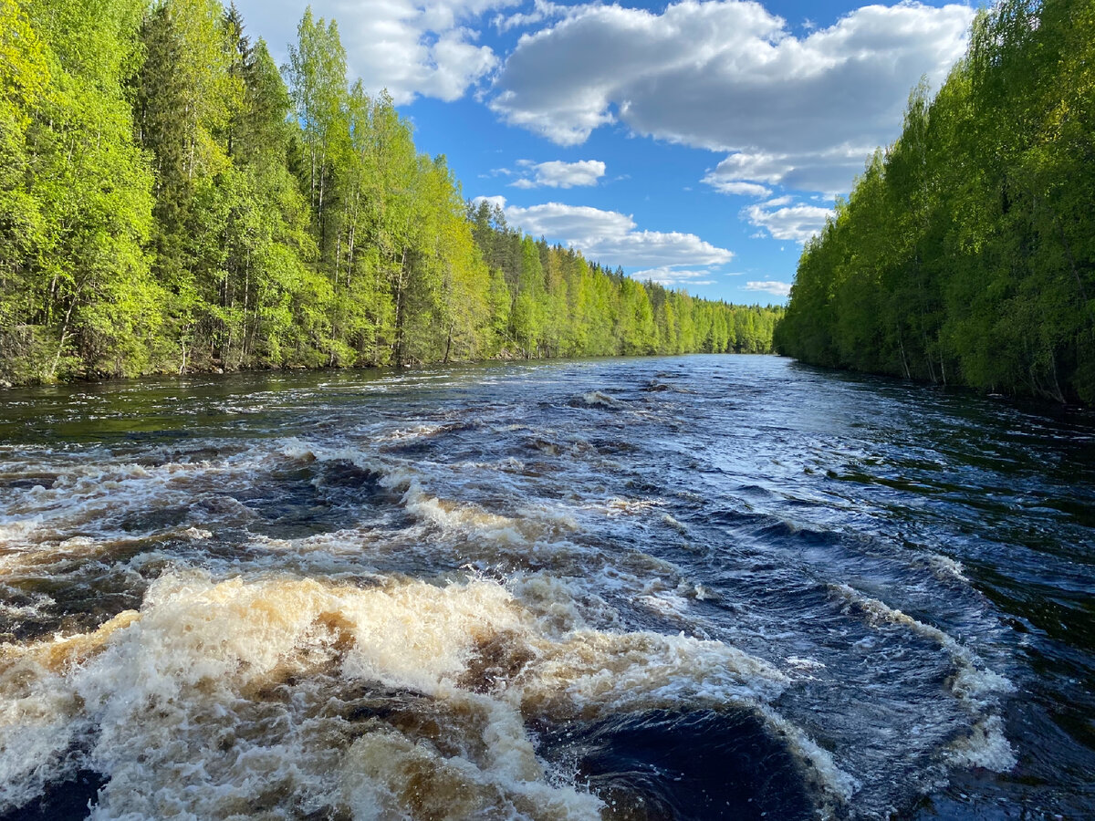 Люди это бурные реки. Река Водла в Карелии. Река Водла порог Падун. Река Водла Падун. Река Шуя Карелия порог Падун.