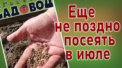 Сеянный поздно. Сеянный поздно. Сеянный поздно. Сеянный поздно. Посеять томаты на рассаду в апреле 2023.