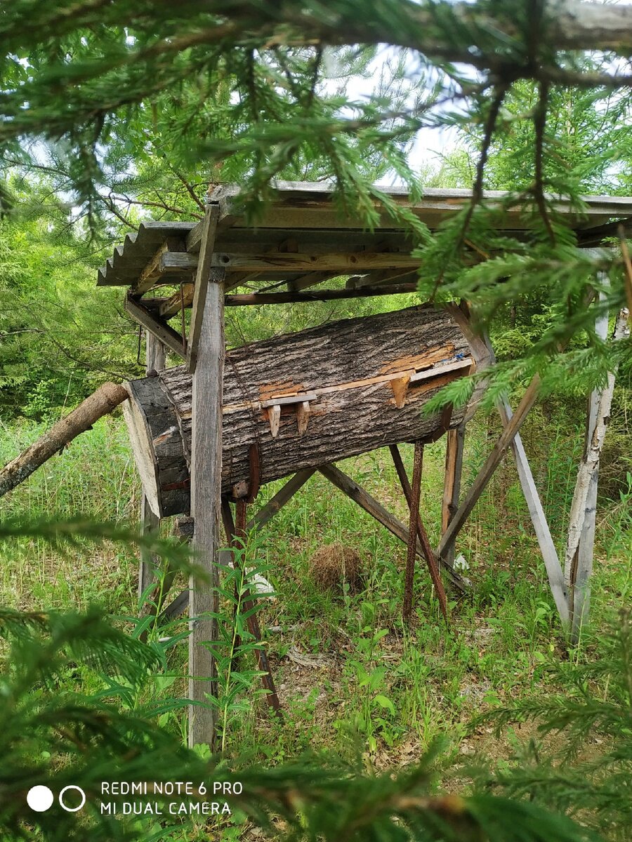 Колодное пчеловодство Поселение Радужные Курорты, Пермский край.