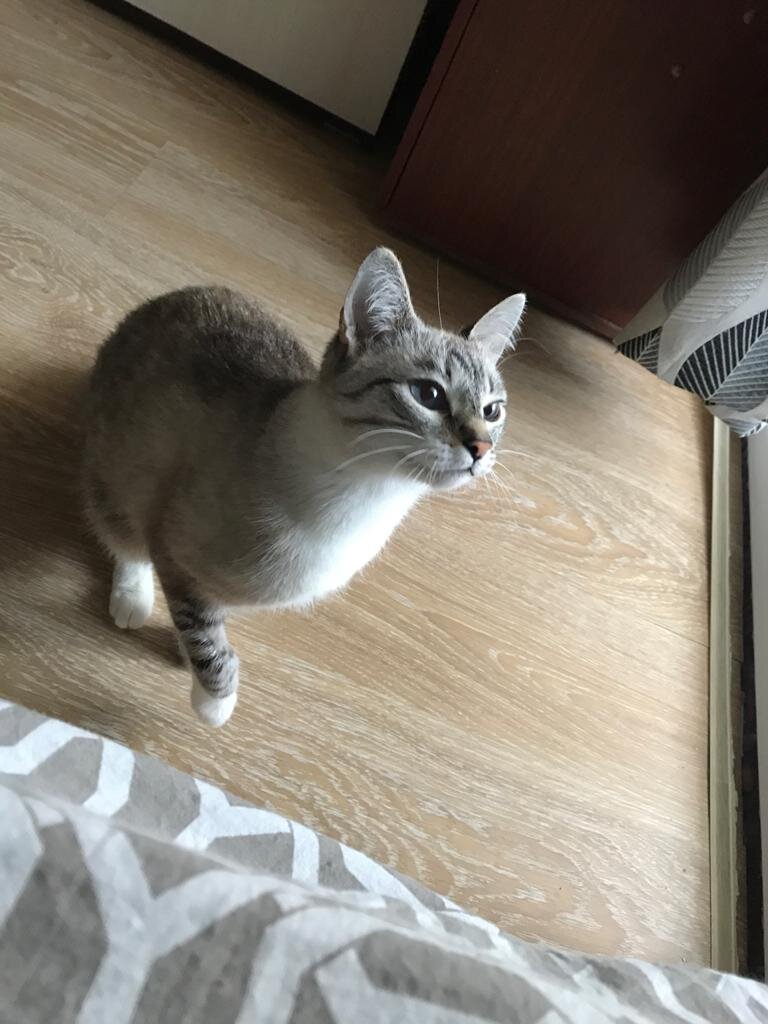 Саманта до опериции