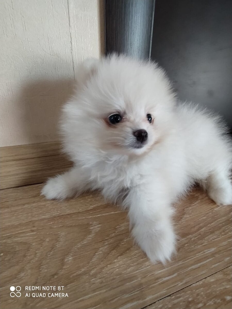 Вот он, герой рассказа - Лаки!