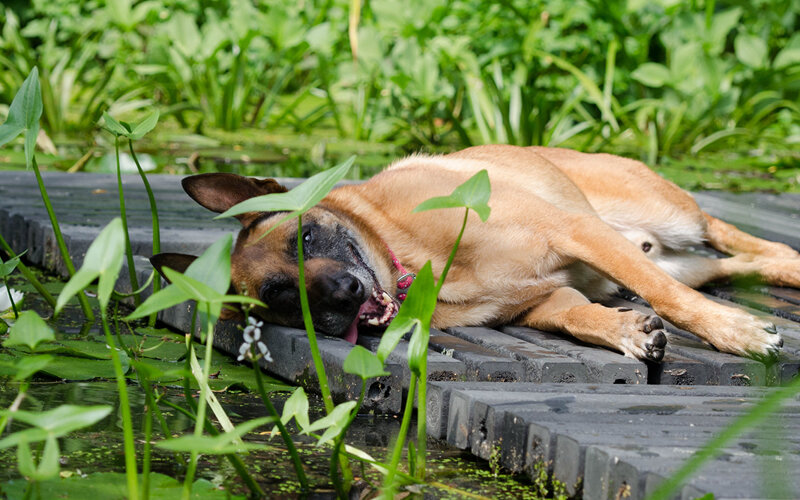 Прежде, чем дать своей собаке полный доступ к саду, убедитесь, что там нет ни одного потенциально опасного растения. Фото Katrin B./Pixabay 