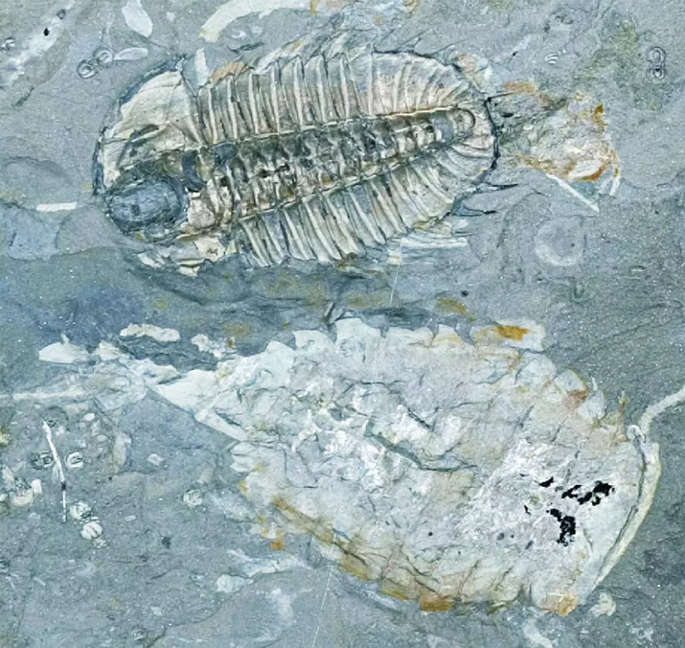 кембрийский период палеозой эра. микромир тихоходка. палеозойская эра ордовикский период. протерозойская эра кембрий. первые животные на земле.