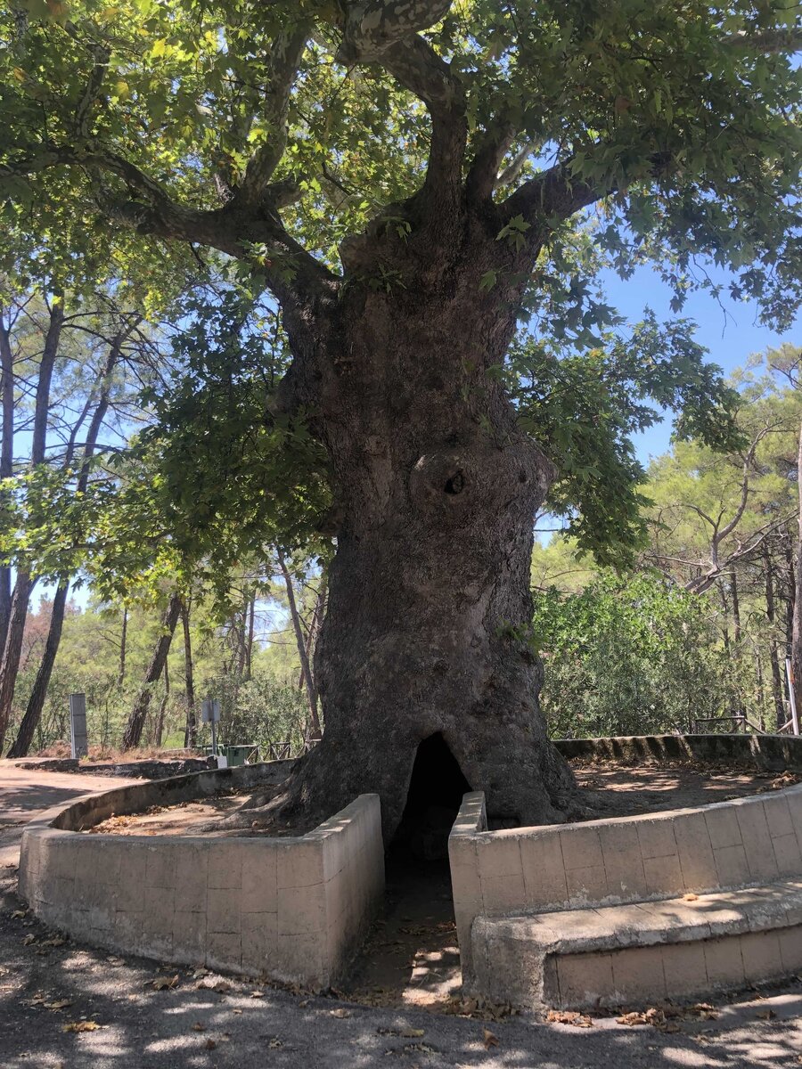 Самый старый платан. Остров Родос