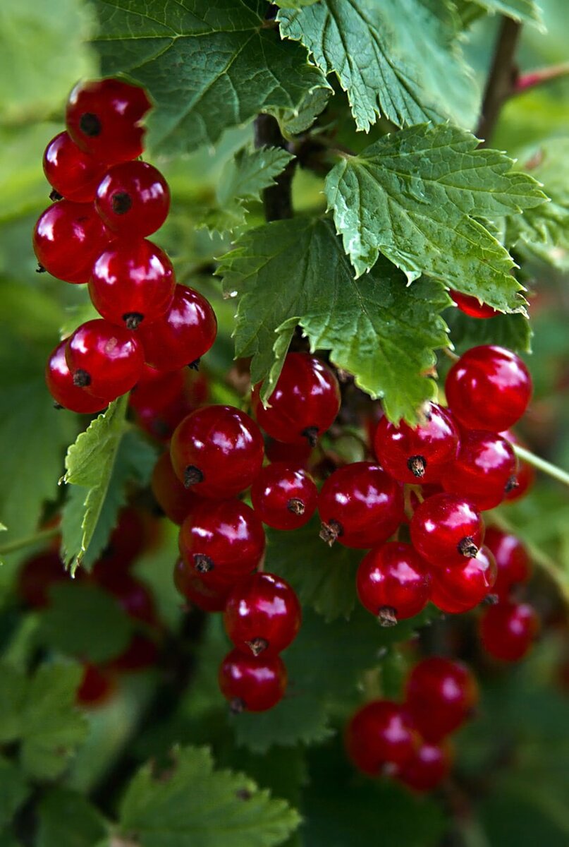 В красной смородине очень много железа, которое так необходимо сосудам, а еще калия, который благотворно влияет на сердце и выводит из организма лишнюю жидкость, не позволяя появляться отекам и мешкам под глазами. Она провоцирует выведение из организма излишков солей. Действует как желчегонное, жаропонижающее и противовоспалительное средство