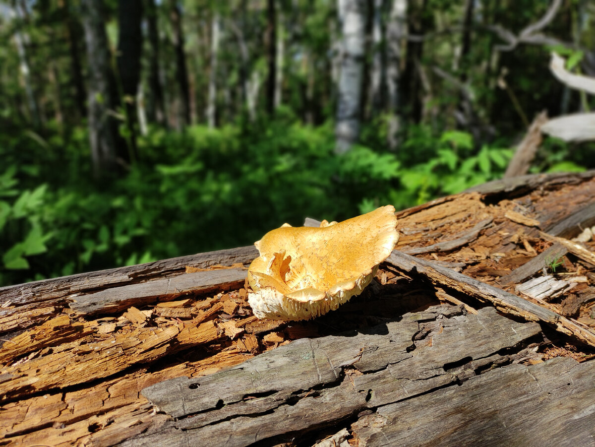 Нечто на трухлявом поваленном стволе