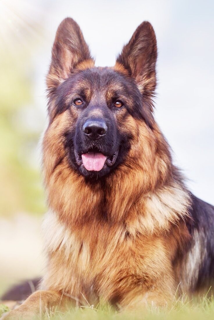 Источник: Google картинки. 