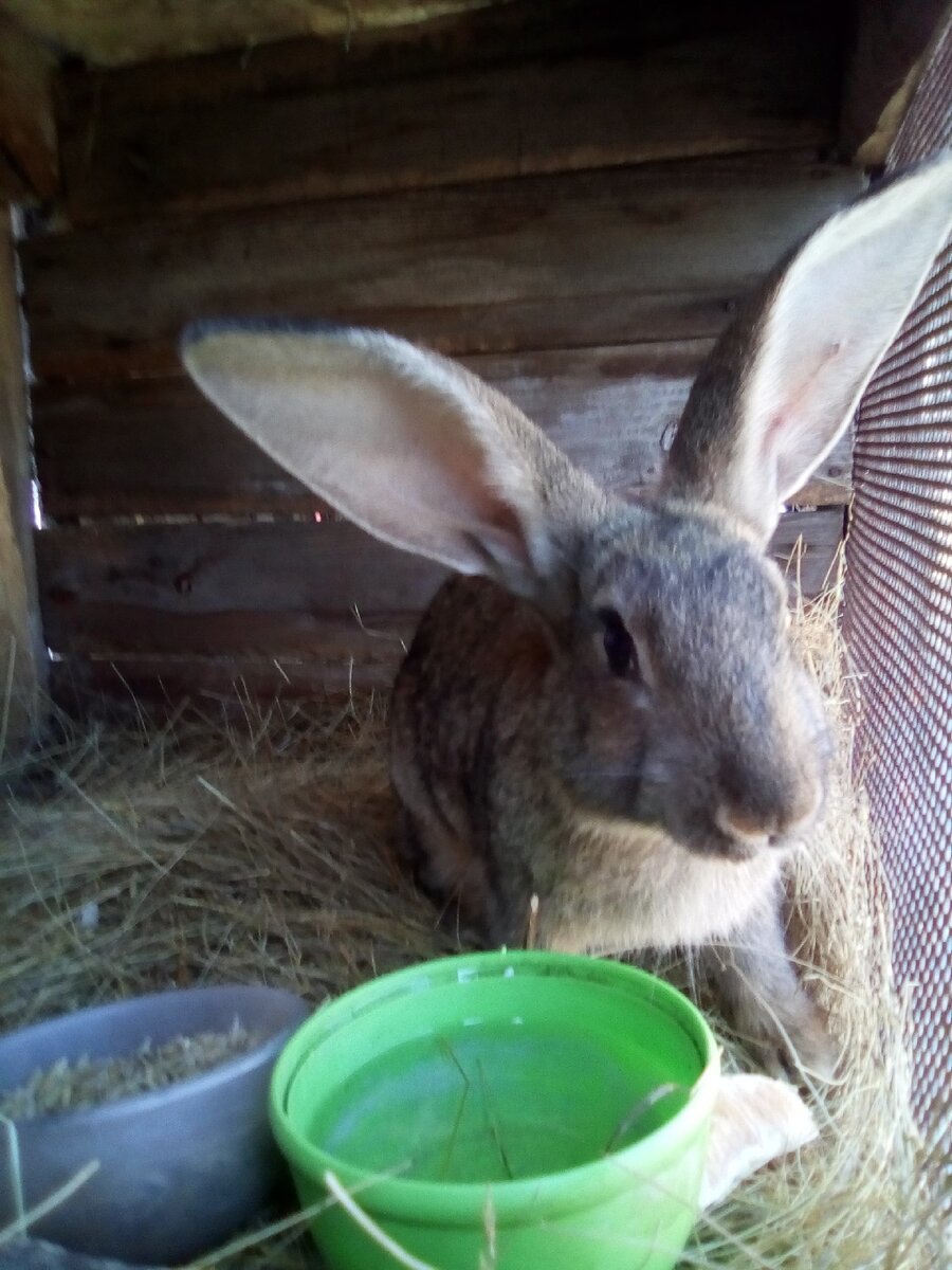 Фландр
Порода кроликов мясо-шкуркового направления.