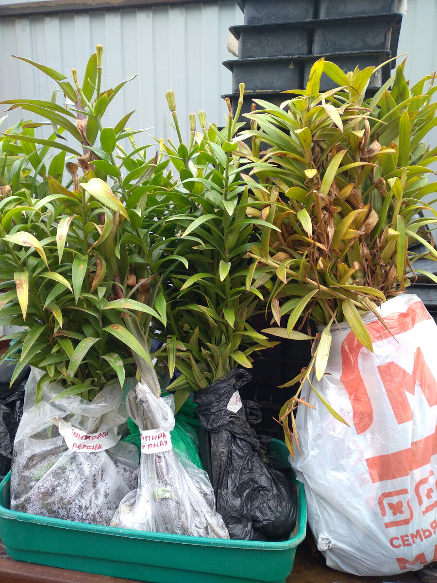 Лилии..много, очень много лилий!