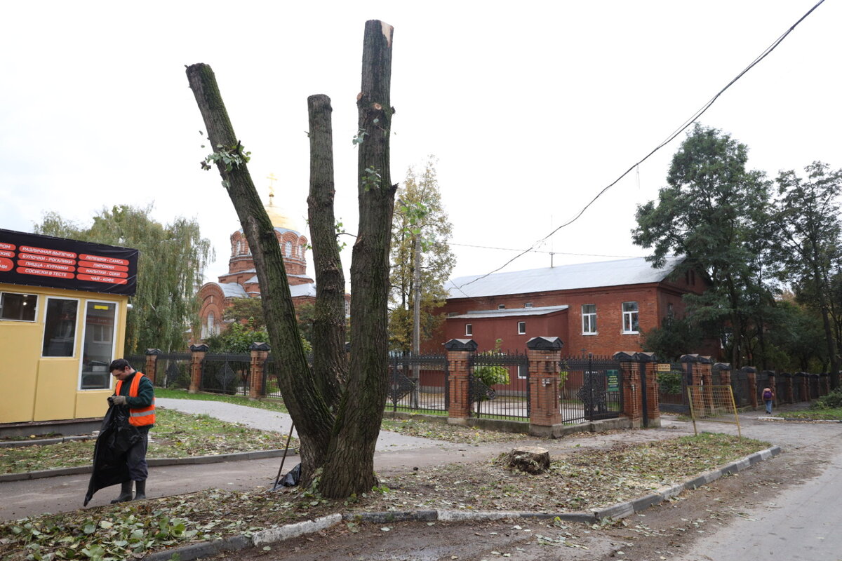 Кронированные деревья погибают через пять лет. Специалисты-арбористы  рассказали, что будет с деревьями-обрубышами | Тульская служба новостей |  Дзен