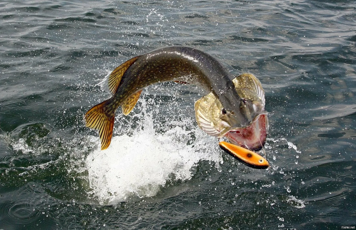 Фото с сайта: https://cdn.fishki.net