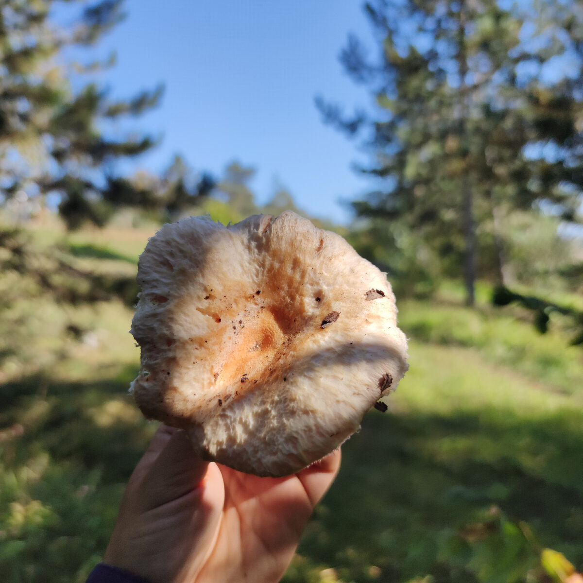 Мой первый бельгийский гриб