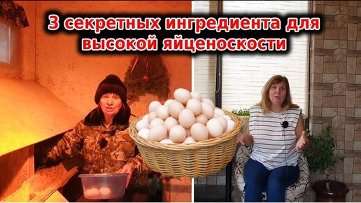 Важно для высокой яйценоскости