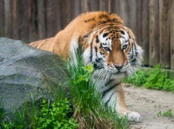 Источник фото: vk.com/rostzoo 