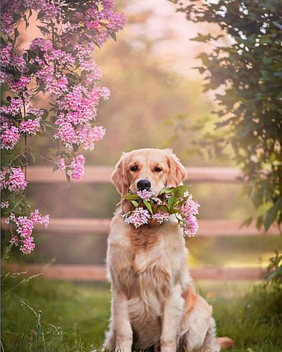 Собака в цветах