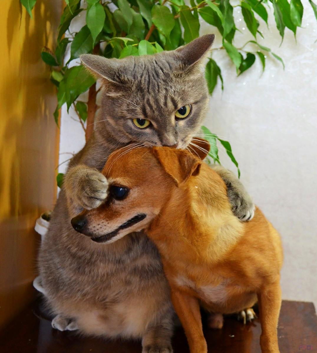 Котенка там. Кошки и собаки. Дружба кошки и собаки. Забавные кошечки и собачки. Кошечки собачки Жоржик.