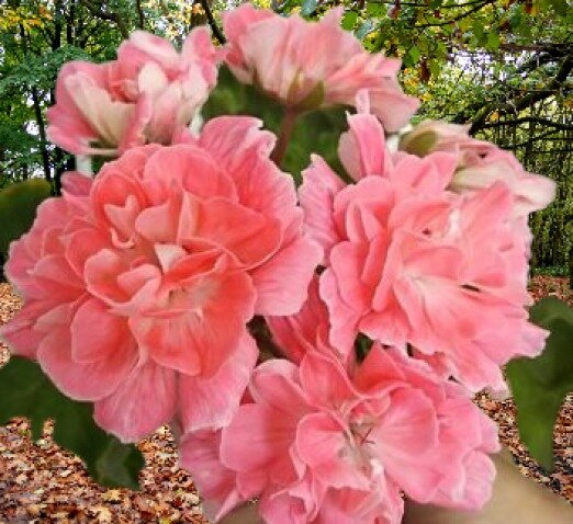 Пеларгония  сорта Lara Mandarin