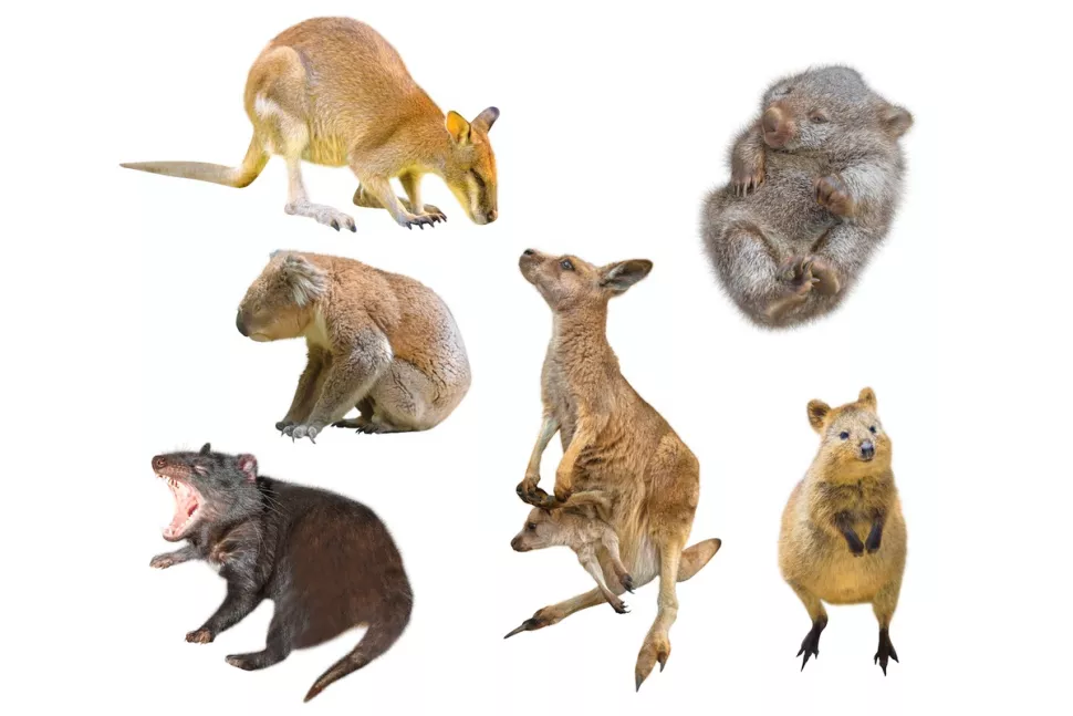 Эти сумчатые живут в Австралии (валлаби, тасманийский дьявол, вомбат, кенгуру, квокка и коала), но на самом деле сумчатые не начали свою эволюцию там. (Изображение: Shutterstock) 
