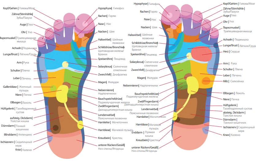 Карта стопы по органам