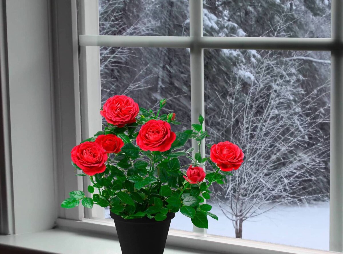 Вот как-то так выглядела красотка-роза. На дворе зима - а ей хоть бы хны! Коллаж автора, так как фото не сохранилось