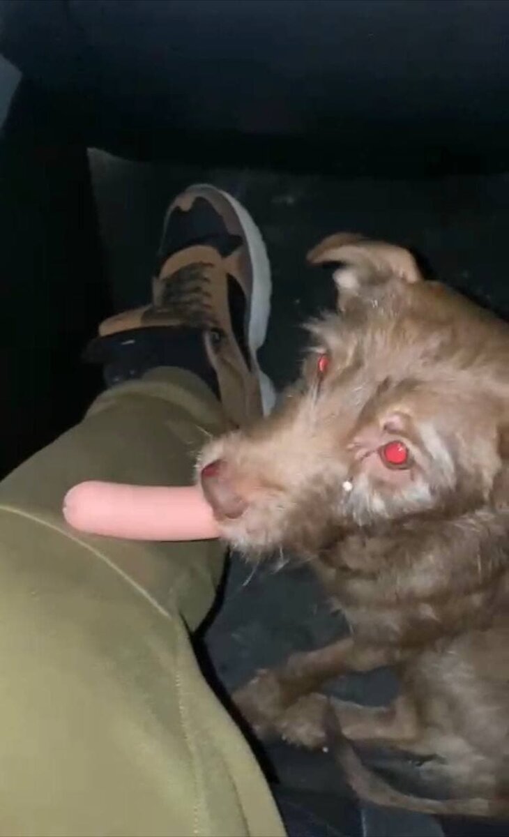 Сима в машине. Видео - в Инстаграм приюта @nadin_kovcheg