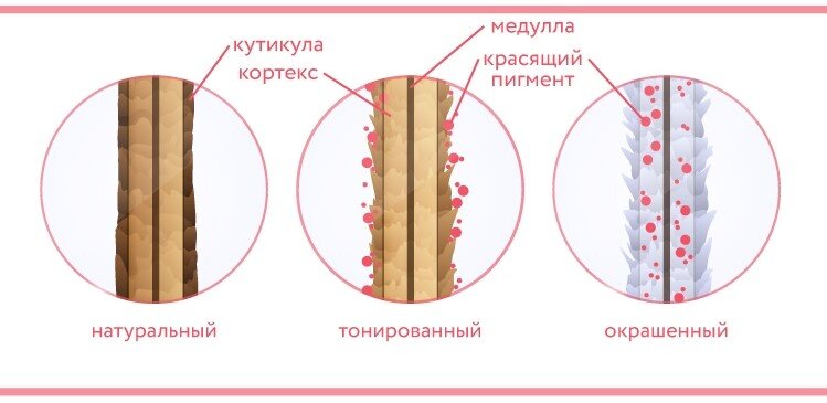 Схематичное строение волоса