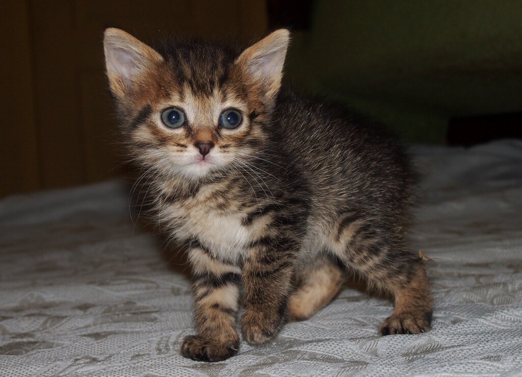 Котёнок 