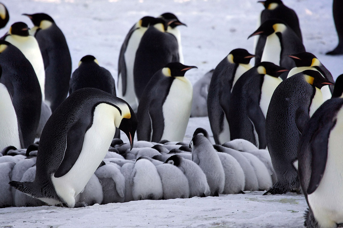 Императорские пингвины