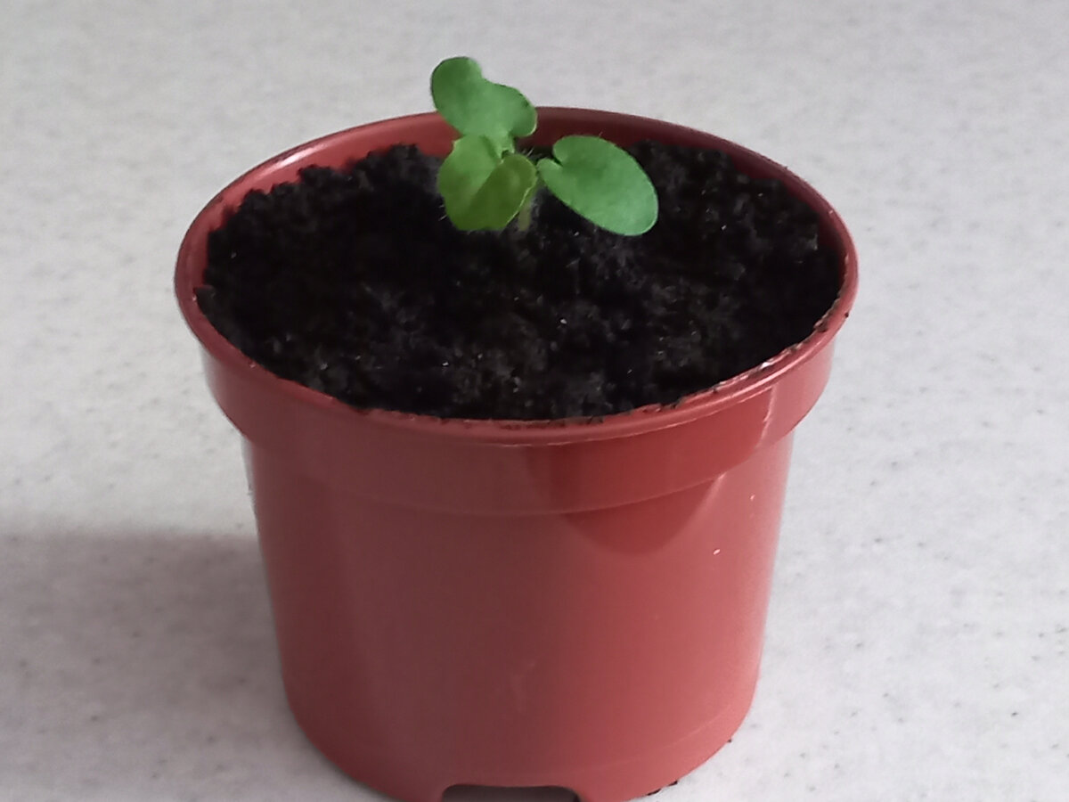 �� ����� �����. 