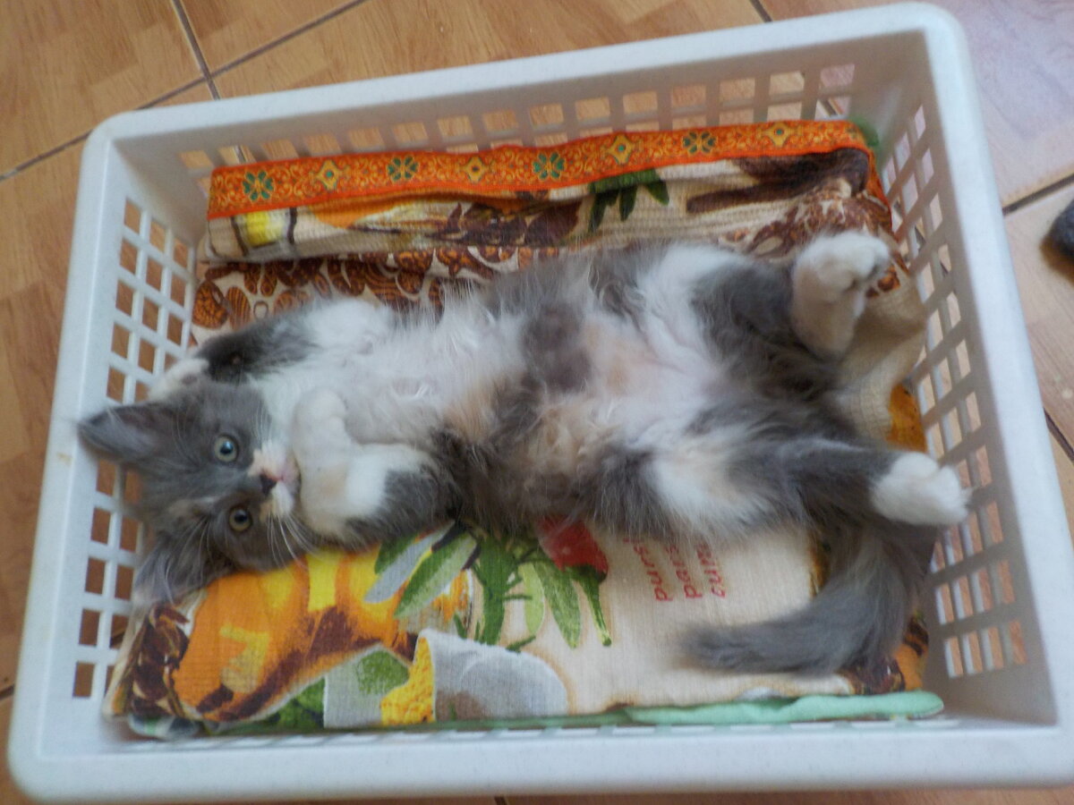 Мой которебёнок...