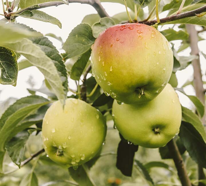 Советы садоводам . Фото: https://unsplash.com/photos/p-wzirREFBk?utm_source=unsplash&utm_medium=referral&utm_content=creditShareLink  