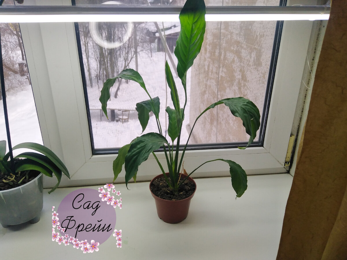 18 января: спатифиллум только оправился после деления и посадки