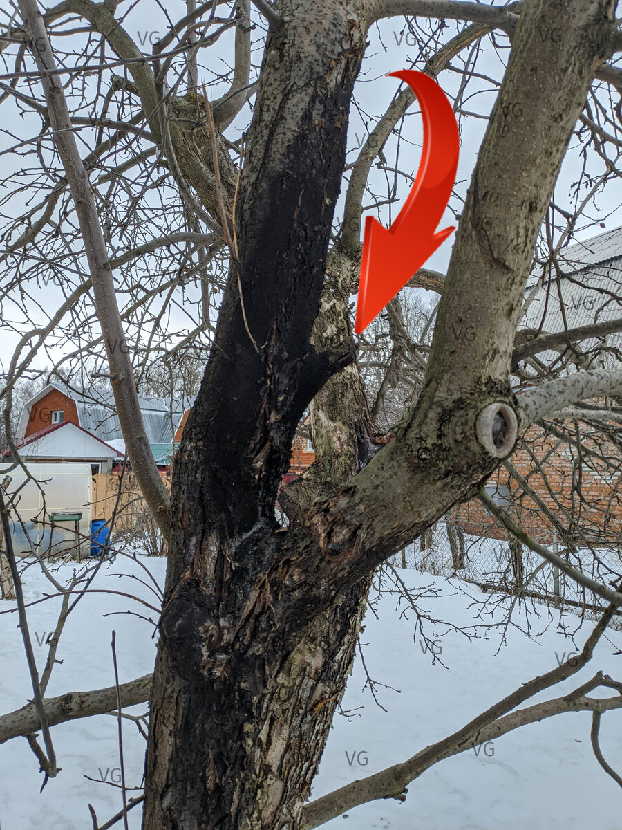 Неправильная обрезка и отсутствие защиты на ране привело к поражению яблони чёрным раком. Жить ей осталось года 3-4. Фото из архива автора