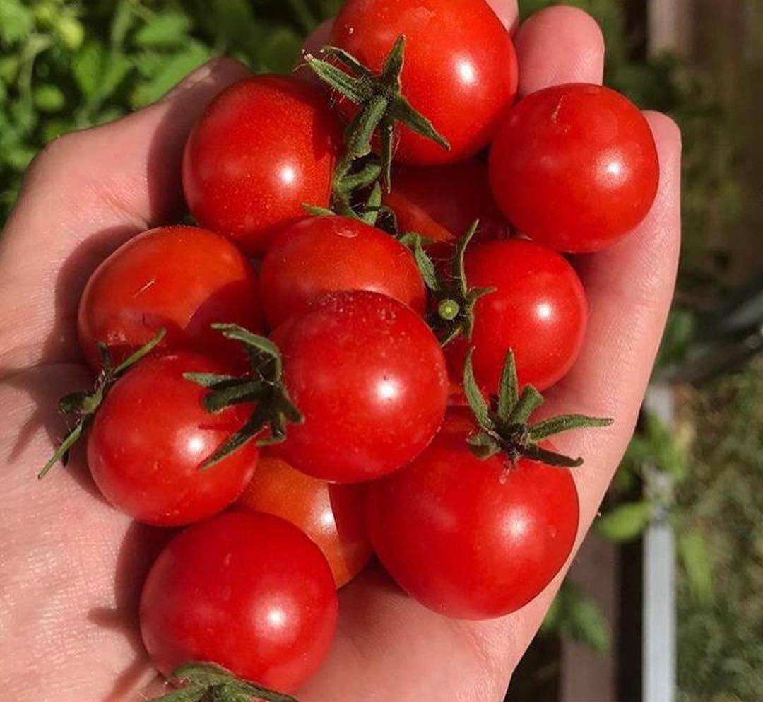 Пробовали выращивать томаты Черри у себя на грядках?