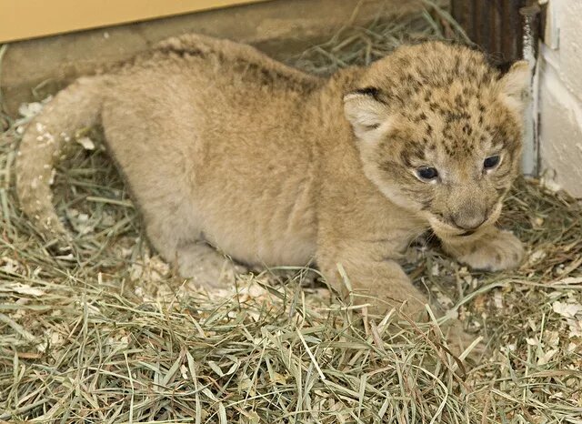 Детеныши Набы проходят первый ветеринарный осмотр. (Изображение предоставлено Меган Мерфи, Национальный зоопарк Смитсоновского института)
