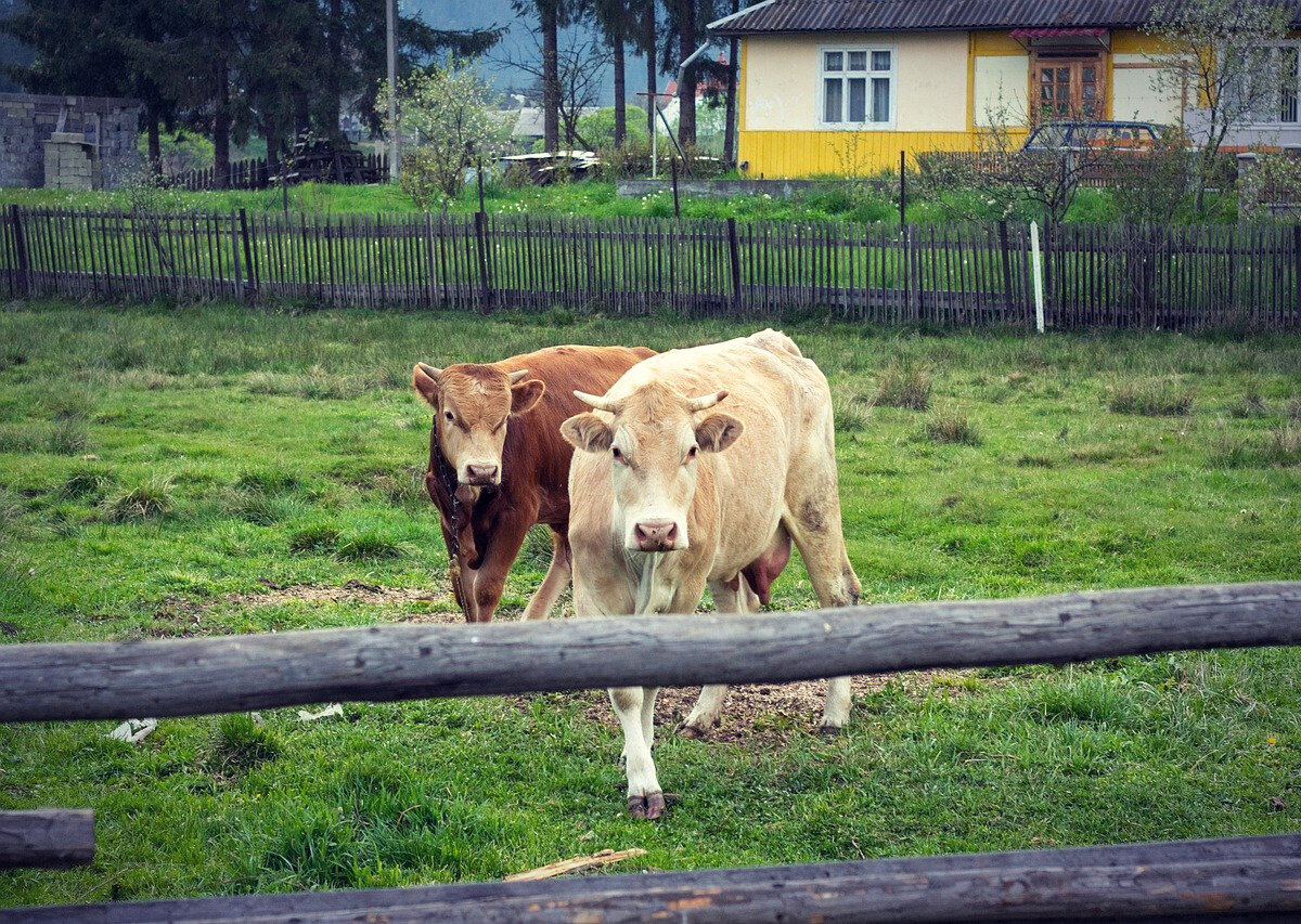 Эти сердитые телки явно не в восторге от роста цен на корм